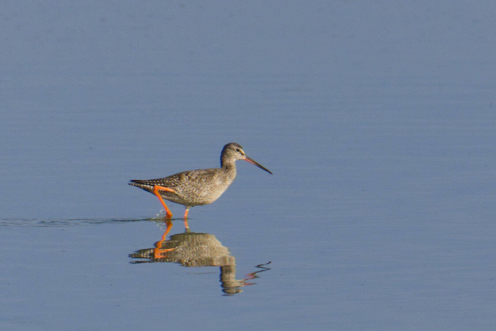 Spotted Redshank (Tringa erythropus) 🪶