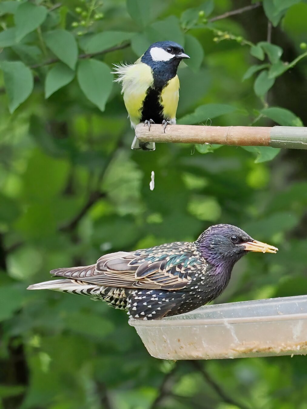 (Physostegia virginiana)