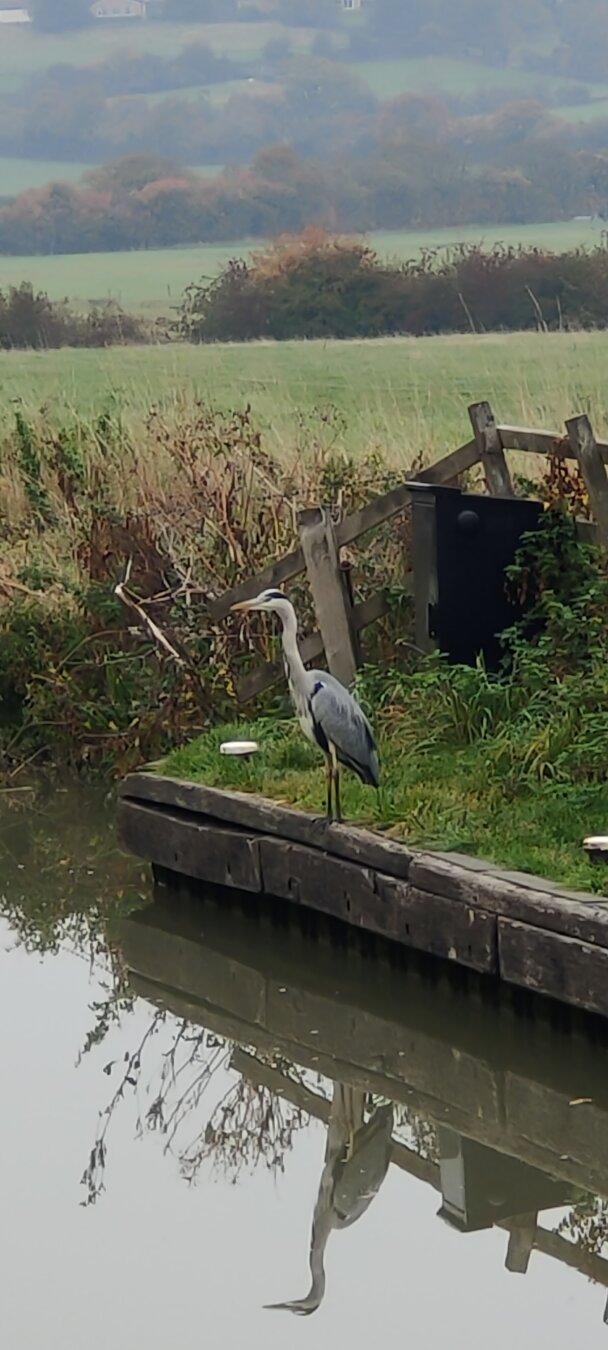 heron