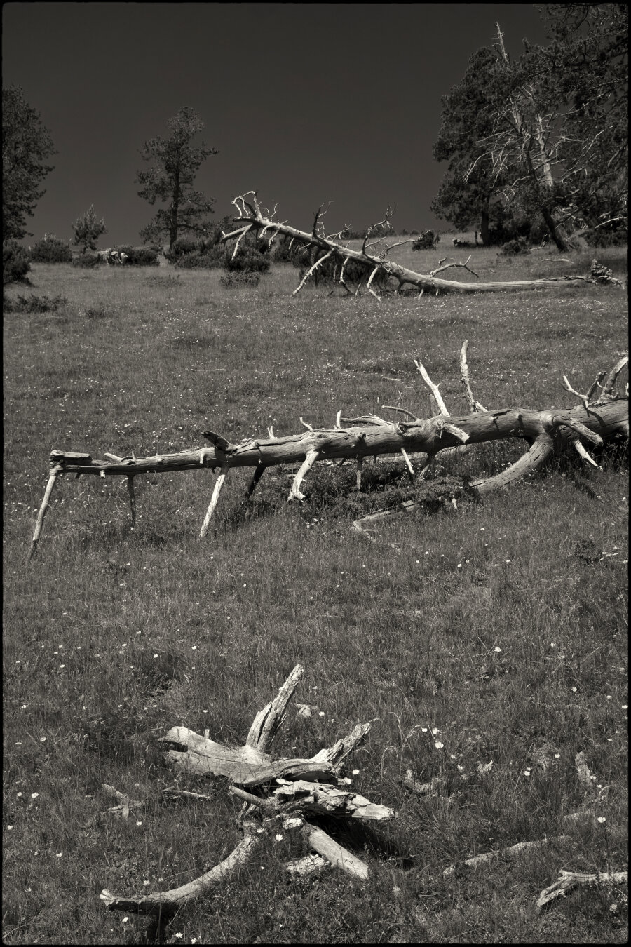 CAT
Cots i en silenci
arbres en els prats de muntanya
Als seus peus
petites flors blanques.

OC
Còts e en silenci
arbres dins las pradas de montanha
A sos pès
flors blancas pichonas.