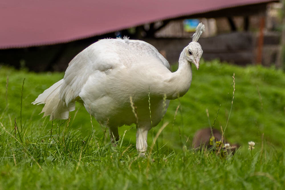 Ein weißer Pfau auf einer grünen Wiese.