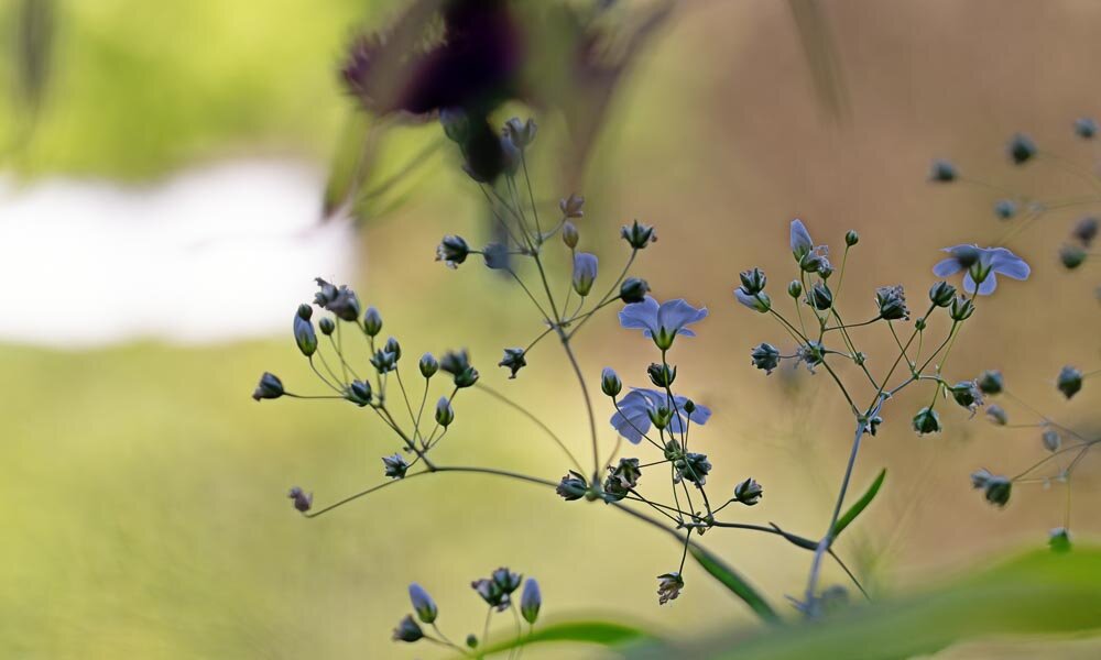 Vor einem unscharfen, grün-gelb leuchtenden Hintergrund sieht man die zarten weißen Blüten von Schleierkraut.