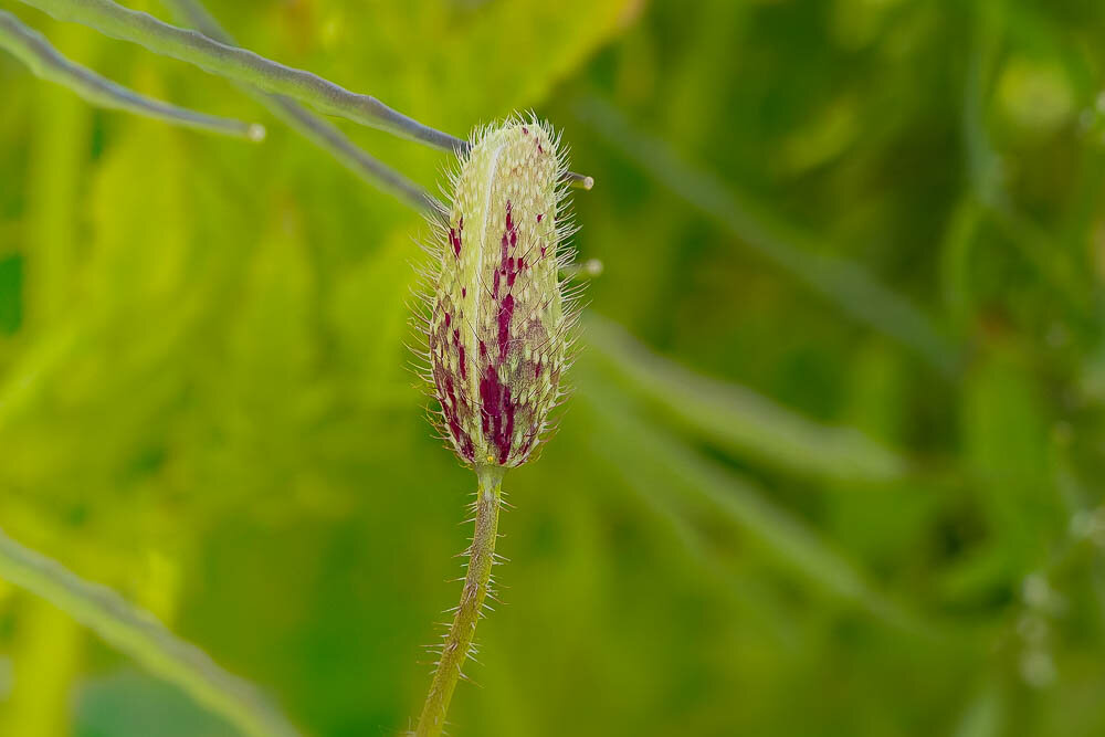 Nahaufnahme der Knospe einer Mohnblume kurz vor dem Öffnen. Vor einem unscharfen, grünen Hintergrund.