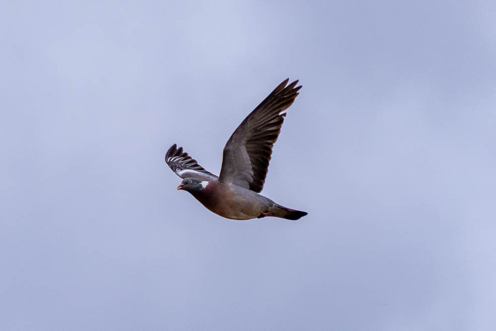 A pigeon in mid-flight against a cloudy sky, its wings gracefully extended and feathers sharply detailed. The bird appears calm and focused as it glides through the air.
Eine Taube im Flug vor einem bewölkten Himmel, mit elegant ausgebreiteten Flügeln und klar erkennbaren Federn. Der Vogel wirkt ruhig und konzentriert, während er durch die Luft gleitet.