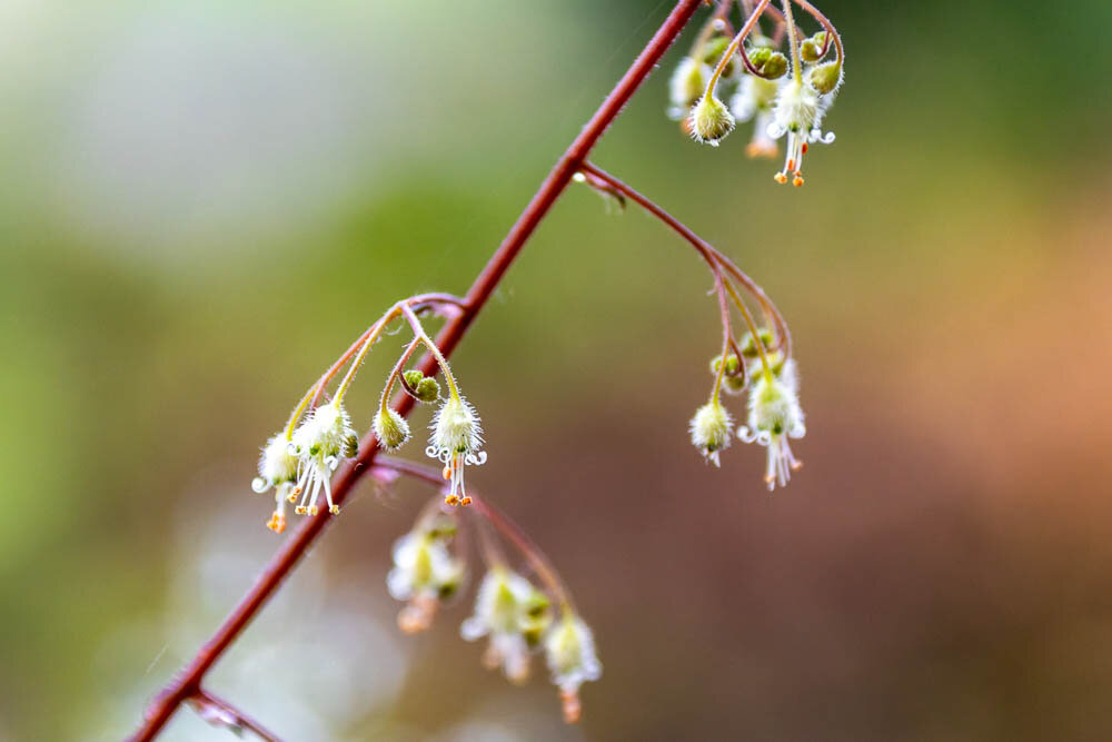 Close-up of delicate coral bells (Heuchera) flowers on a thin red stem. The small, pale blossoms with yellow-orange stamens hang gracefully against a softly blurred background of green and warm tones.
Makroaufnahme zarter Blüten des Purpurglöckchens (Heuchera) an einem dünnen roten Stiel. Die kleinen, hellen Blüten mit gelb-orangen Staubgefäßen hängen anmutig vor einem weich verschwommenen Hintergrund in Grün- und Warmtönen.