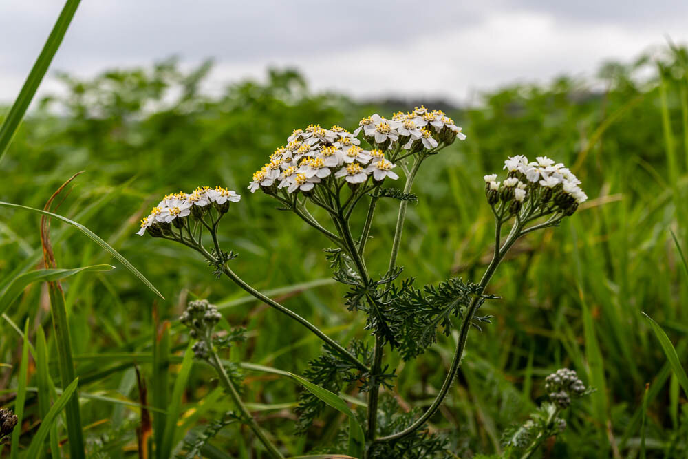 Close-up of a wild yarrow (Achillea millefolium) plant with small white flowers and yellow centers growing in a lush green meadow under a cloudy sky.
Nahaufnahme einer wilden Schafgarbe (Achillea millefolium) mit kleinen weißen Blüten und gelben Zentren, die in einer grünen Wiese unter einem bewölkten Himmel wächst.