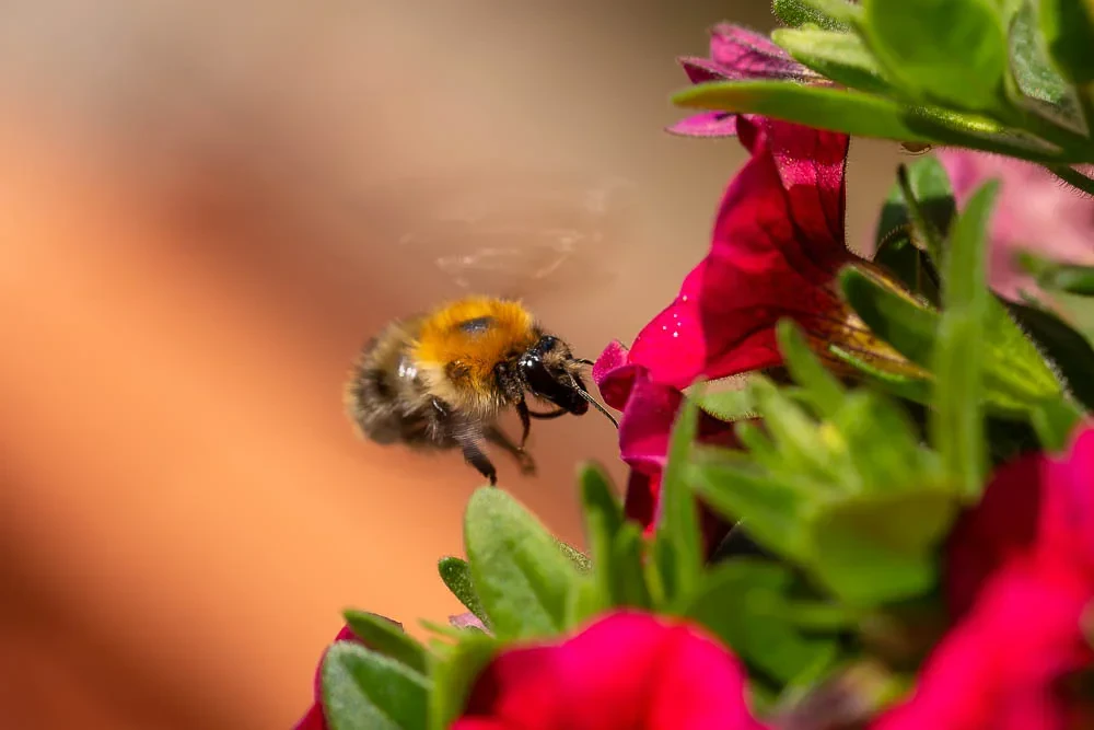 A bumblebee hovers in front of a bright red balcony flower while extending its proboscis into the blossom to collect nectar.