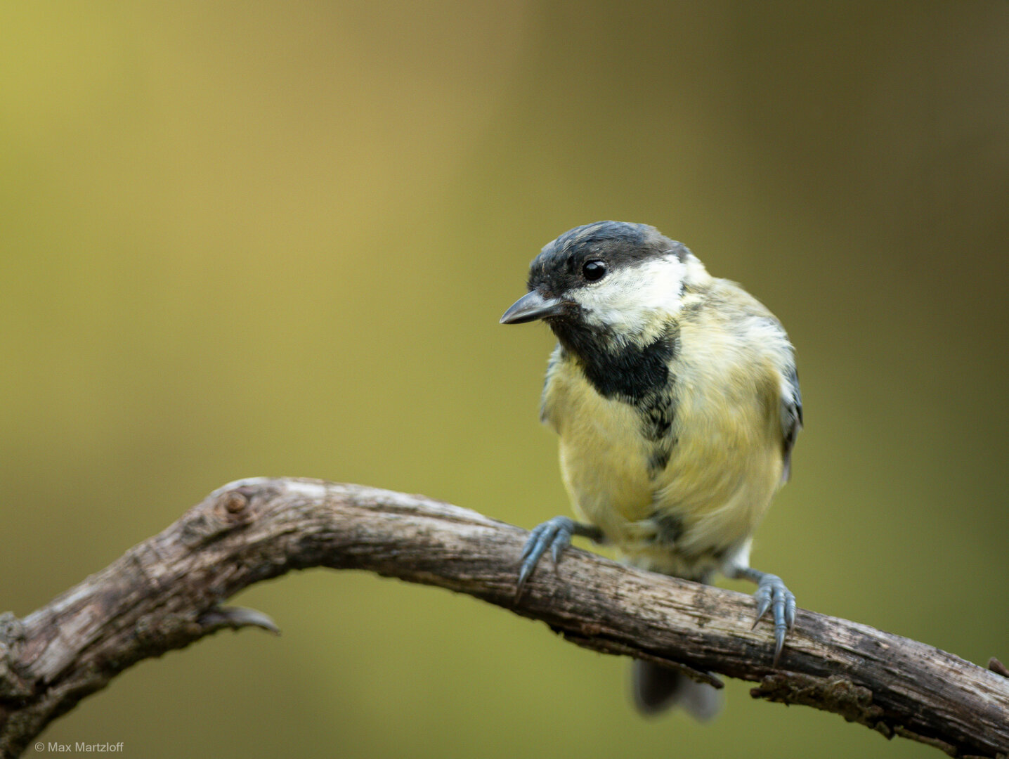 Deutsch:
Eine Kohlmeise sitzt leicht geduckt auf einem gebogenen Ast. Der Vogel ist nach rechts ausgerichtet, der Blick geht leicht zur Kamera. Das Gefieder zeigt die typischen Farben: schwarz, weiß und gelb. Der Hintergrund ist weich und gelblich-grün, gleichmäßig verschwommen.

English:
A great tit is perched in a slightly crouched position on a curved branch. The bird faces right but glances slightly toward the camera. Its plumage shows the typical black, white, and yellow coloring. The background is softly blurred in yellowish-green tones.