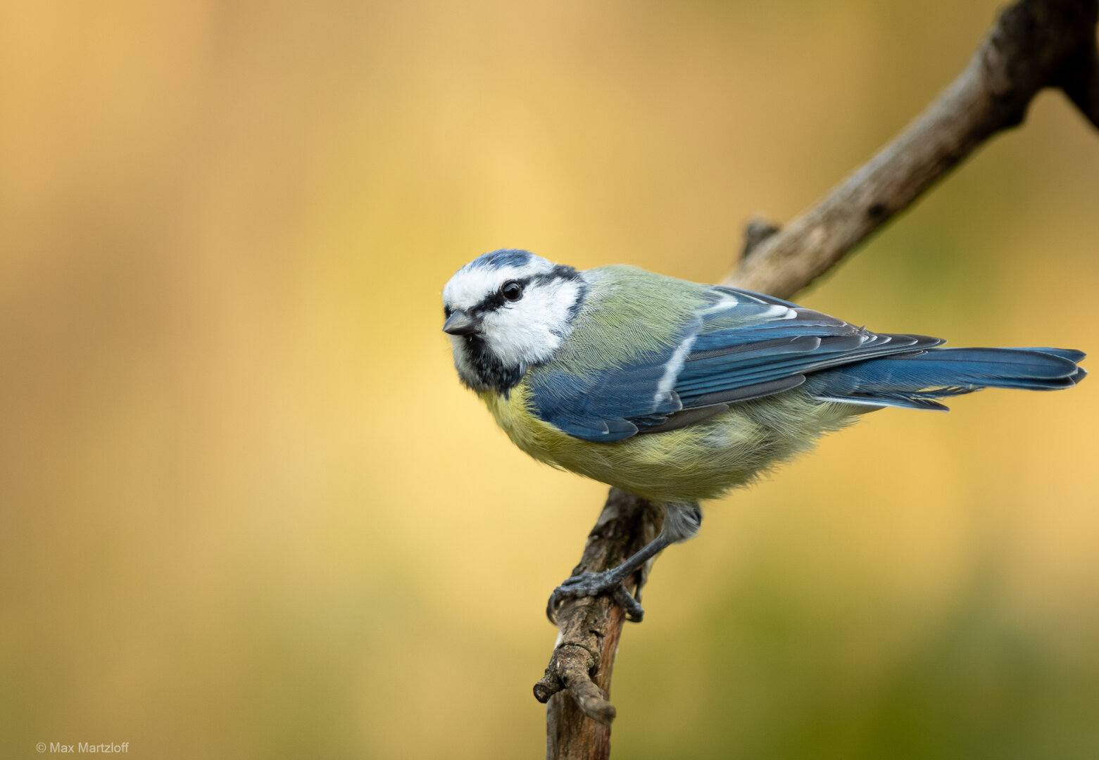 Eine Blaumeise sitzt seitlich auf einem dünnen Ast. Der Hintergrund ist weich und gleichmäßig in warmen Gelb- und Brauntönen, typisch für Abendlicht. Das Gefieder des Vogels zeigt Blau, Gelb und Weiß. Der Fokus liegt klar auf dem Vogel, der Hintergrund ist unscharf.


A Eurasian blue tit is perched sideways on a thin branch. The background is softly blurred in warm yellow and brown tones, typical of evening light. The bird’s plumage shows shades of blue, yellow, and white. The focus is sharp on the bird, with a smooth background.