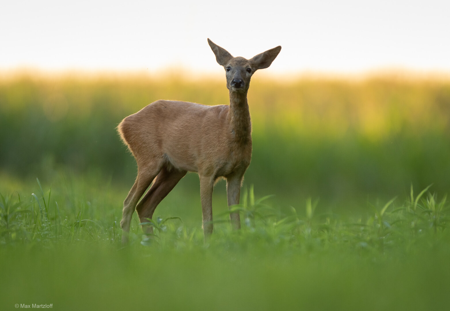 Eine Ricke (weibliches Reh) steht aufrecht und aufmerksam auf einer grünen Wiese. Sie ist frontal zur Kamera gerichtet, das Licht ist weich und stammt vermutlich vom frühen Abend. Der Hintergrund verläuft in einem sanften Farbverlauf von Grün bis Hellgelb. Unscharfes Gras im Vordergrund rahmt das Tier ein. Die Szene wirkt ruhig und natürlich.