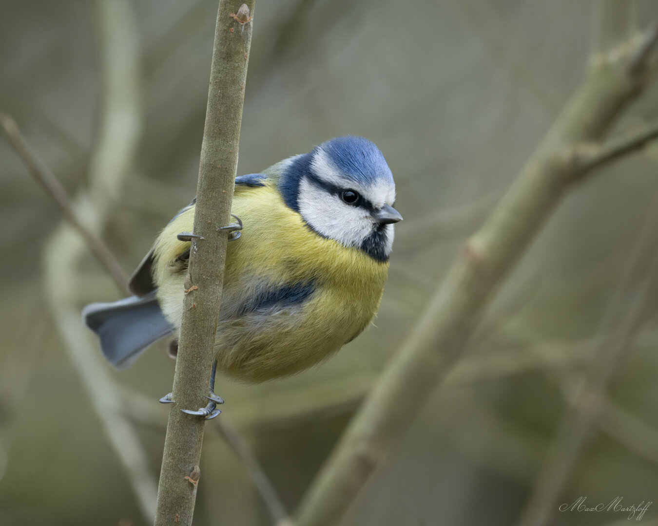 Die Blaumeise sitzt seitlich an einem senkrechten, dünnen Zweig und hält sich mit ihren kleinen Füßen daran fest. Sie schaut nach rechts aus dem Bild heraus.

Der Vogel ist etwa faustgroß, mit leuchtend gelber Brust, blauem Scheitel (Oberkopf) und weißen Wangen, die von einem dunkelblauen Augenstreif durchzogen sind. Der Rücken und die Flügel sind bläulich, der Bauch zeigt eine sanfte, runde Form.

Im Hintergrund sind weitere Äste unscharf sichtbar – es wirkt wie ein natürlicher Lebensraum im Wald oder Garten, vermutlich im Spätwinter oder Frühling, da keine Blätter zu sehen sind. Die Farben des Hintergrunds sind grau-grünlich und braun, was dem Bild eine ruhige, leicht kühle Atmosphäre verleiht.