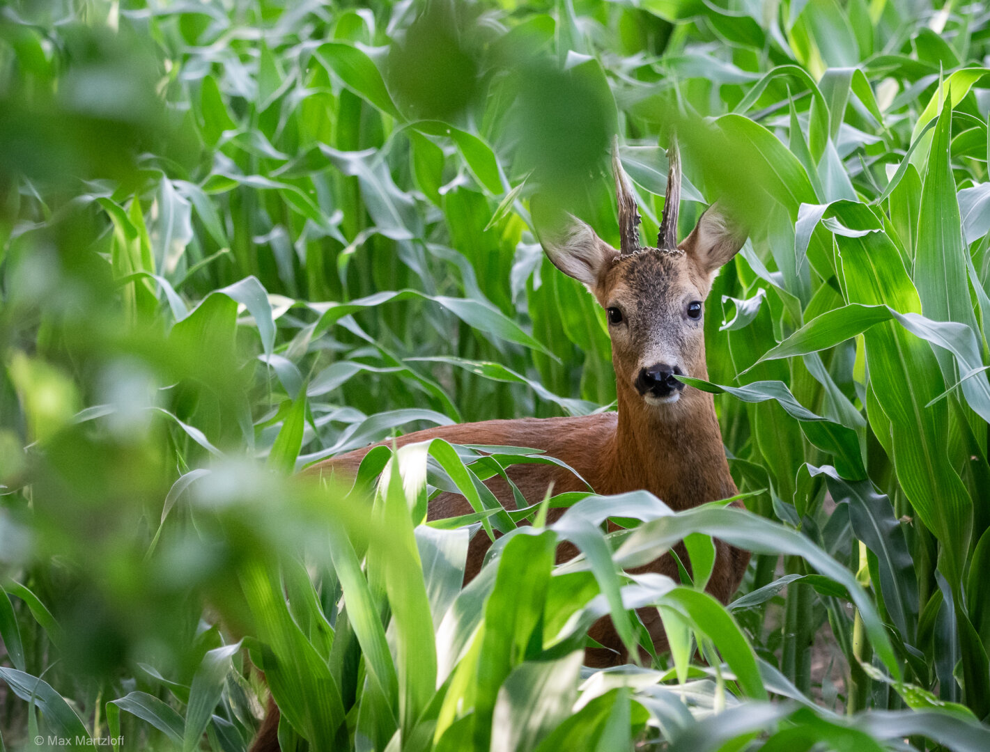 Ein Rehbock steht inmitten eines üppigen Maisfeldes. Das Bild zeigt ihn in Brusthöhe, mit dem Kopf leicht gedreht, sodass er direkt in die Kamera blickt. Seine Ohren sind aufmerksam aufgerichtet, und aus seinem Maul hängt ein Stück Maisblatt, das er gerade frisst. Zwischen den grünen, hohen Maispflanzen ragen seine dunklen, kurzen Geweihstangen hervor. Der Fokus liegt klar auf dem Tier, während einige Maisblätter im Vordergrund unscharf die Szene einrahmen. Das Licht ist weich und natürlich, vermutlich aufgenommen am frühen Morgen oder späten Nachmittag. Das Bild vermittelt einen überraschenden, fast heimlichen Einblick in die Welt des Wildes mitten in einer Agrarlandschaft.