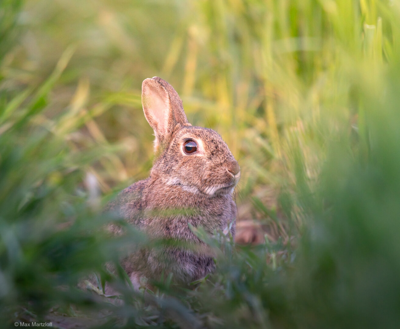 In der Bildmitte sitzt ein braunes Wildkaninchen im hohen, leicht unscharfen Gras. Das Tier ist seitlich zu sehen, schaut aber mit einem offenen, wachsamen Auge in Richtung Kamera. Die Ohren stehen aufrecht, das Fell ist fein strukturiert mit verschiedenen Brauntönen. Das Licht ist weich – vermutlich aufgenommen am frühen Morgen oder späten Nachmittag – und taucht die Szene in eine warme, ruhige Atmosphäre. Das Kaninchen wirkt aufmerksam, aber entspannt. Der Hintergrund ist grün und verschwommen, was den Fokus ganz klar auf das Tier legt.