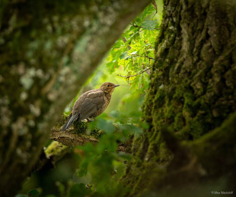 Ein kleiner brauner Vogel – vermutlich eine Amsel oder ein ähnlicher Singvogel – sitzt auf einem bemoosten Ast in einem dichten, grünen Wald. Das Tier ist seitlich zu sehen und blickt nach rechts. Umrahmt wird die Szene von zwei dicken Baumstämmen im Vordergrund, die unscharf und moosbedeckt sind. Der Fokus liegt klar auf dem Vogel, während das natürliche Grün im Hintergrund ein ruhiges, atmosphärisches Licht erzeugt. Es wirkt wie ein stiller Moment mitten im Wald, geschützt und ungestört.