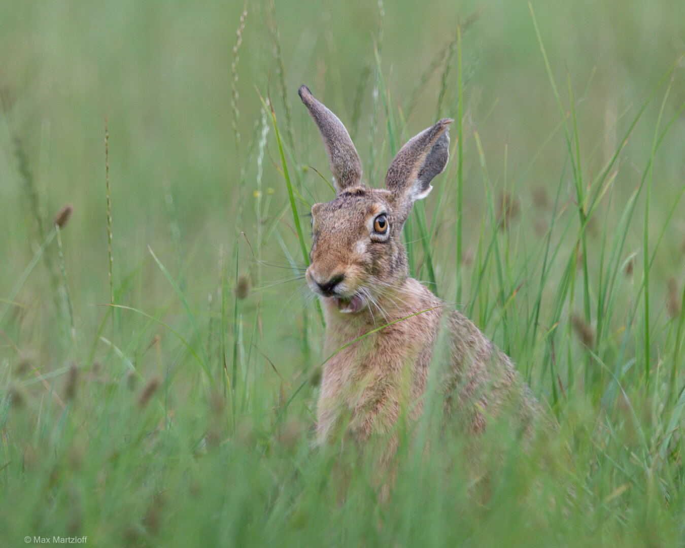 Ein Feldhase sitzt aufrecht inmitten einer saftig grünen Wiese. Das Tier ist fast frontal zur Kamera ausgerichtet, der Kopf leicht zur Seite geneigt. Die langen Ohren stehen aufrecht, die Augen sind weit geöffnet und aufmerksam. Ein Grashalm ragt quer über seinen Mund – der Hase scheint gerade beim Fressen gestört worden zu sein oder kaut noch. Um ihn herum ist hohes, teils unscharfes Gras, das die Szene weich einrahmt. Der Hintergrund ist ruhig und gleichmäßig grün, was den Hasen klar in den Fokus rückt. Die Stimmung ist ruhig, natürlich und leicht verspielt.