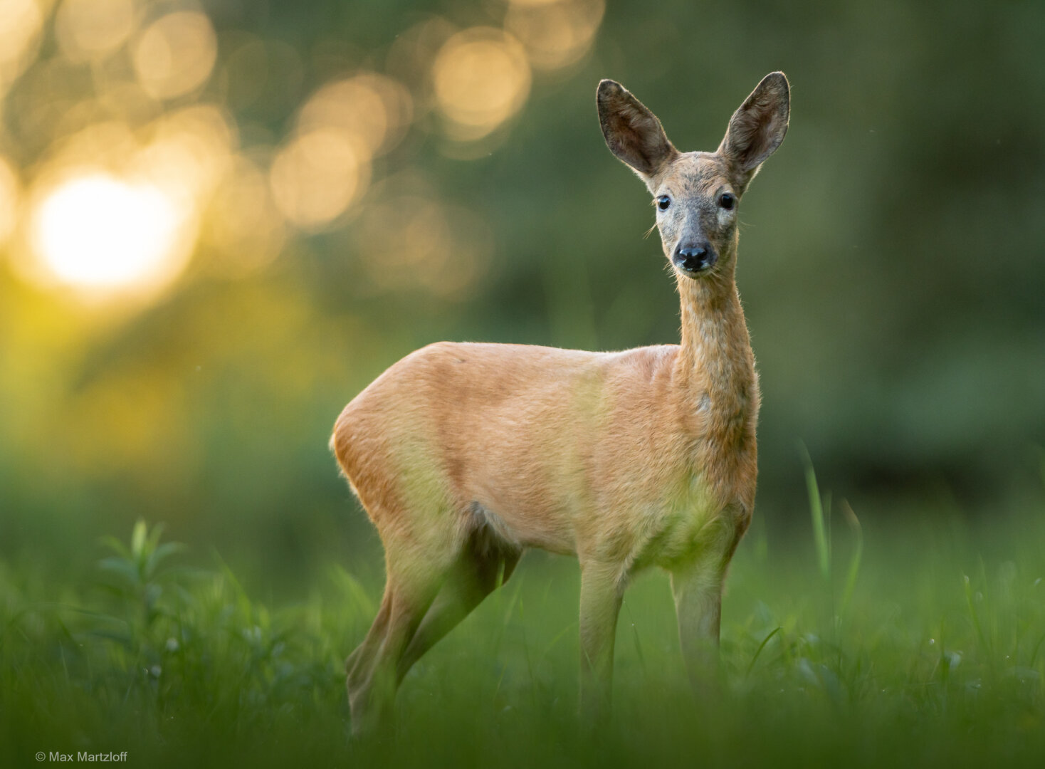 Eine Ricke (weibliches Reh) steht auf einer Wiese im weichen Gegenlicht der untergehenden Sonne. Sie blickt direkt zur Kamera. Ihr rötlich-braunes Sommerfell hebt sich klar vom grünen, unscharfen Hintergrund mit warmem Bokeh ab. Die Szene wirkt ruhig und lichtdurchflutet.