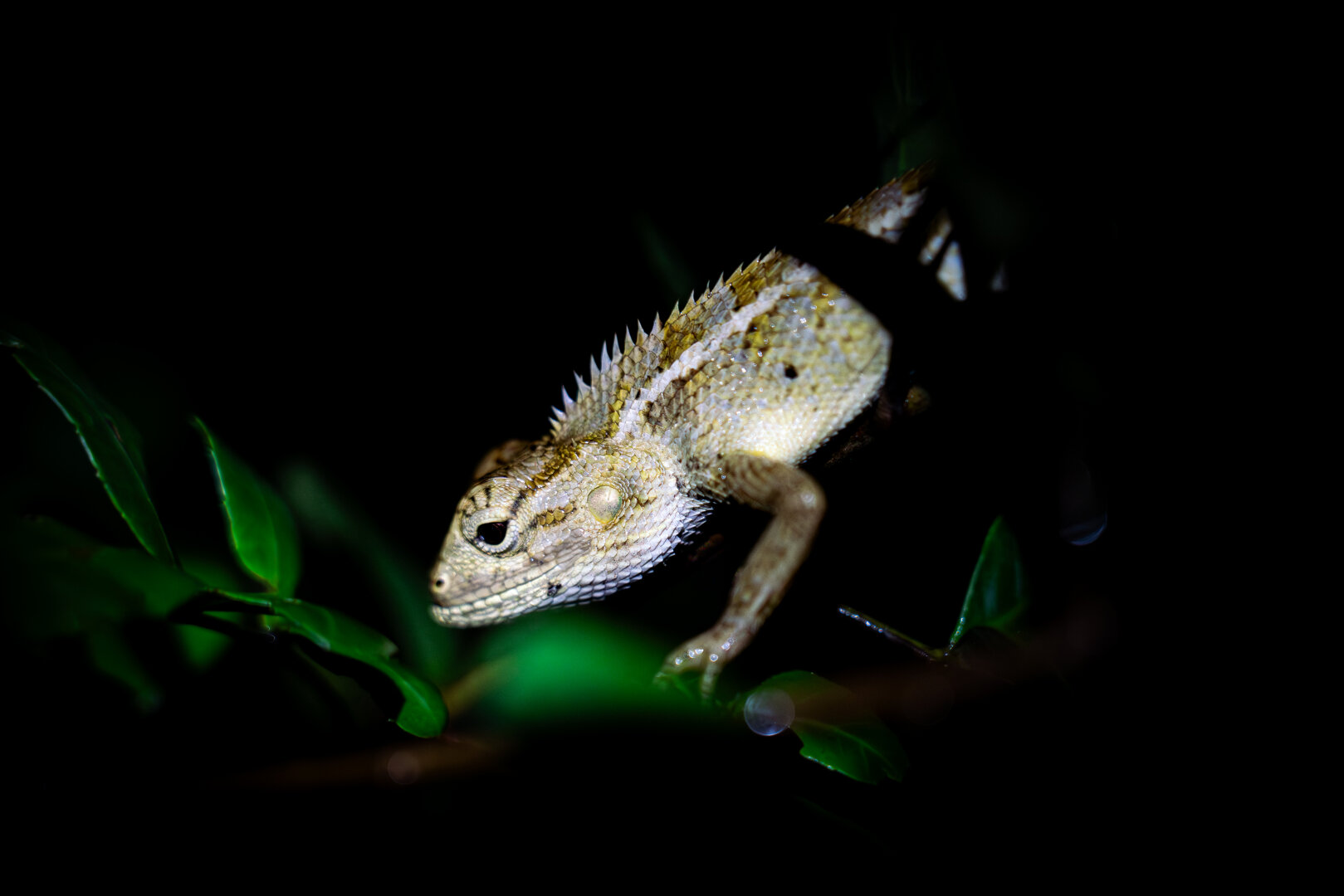 Agame versicolore - Oriental garden lizard
Langevin, La Réunion - 06/08/2025
