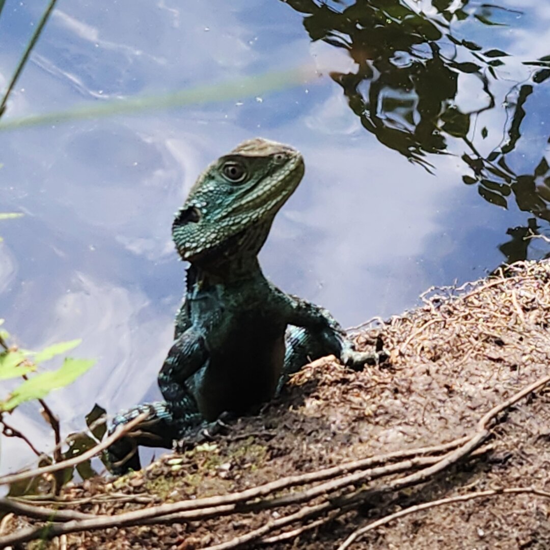 Water dragon half in the river