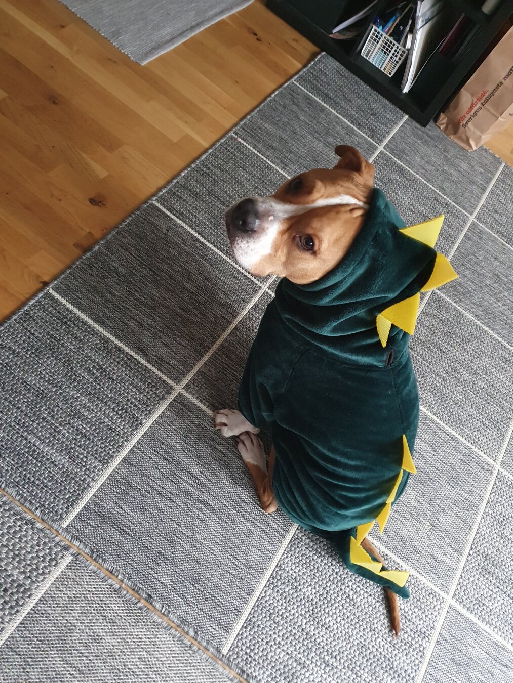 A dog sitting on the floor, wearing a green and yellow dragon costume.