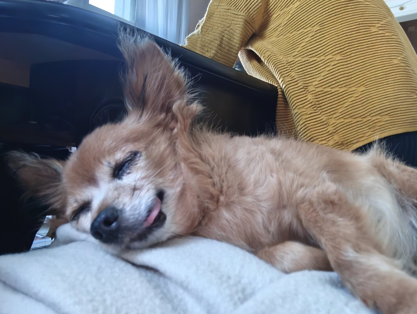 An old dog is sleeping on a blanket with his tongue out.
