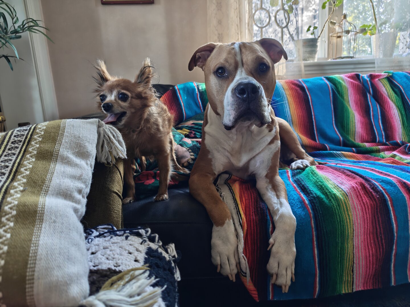 Two dogs on a couch. One small and one large dog.