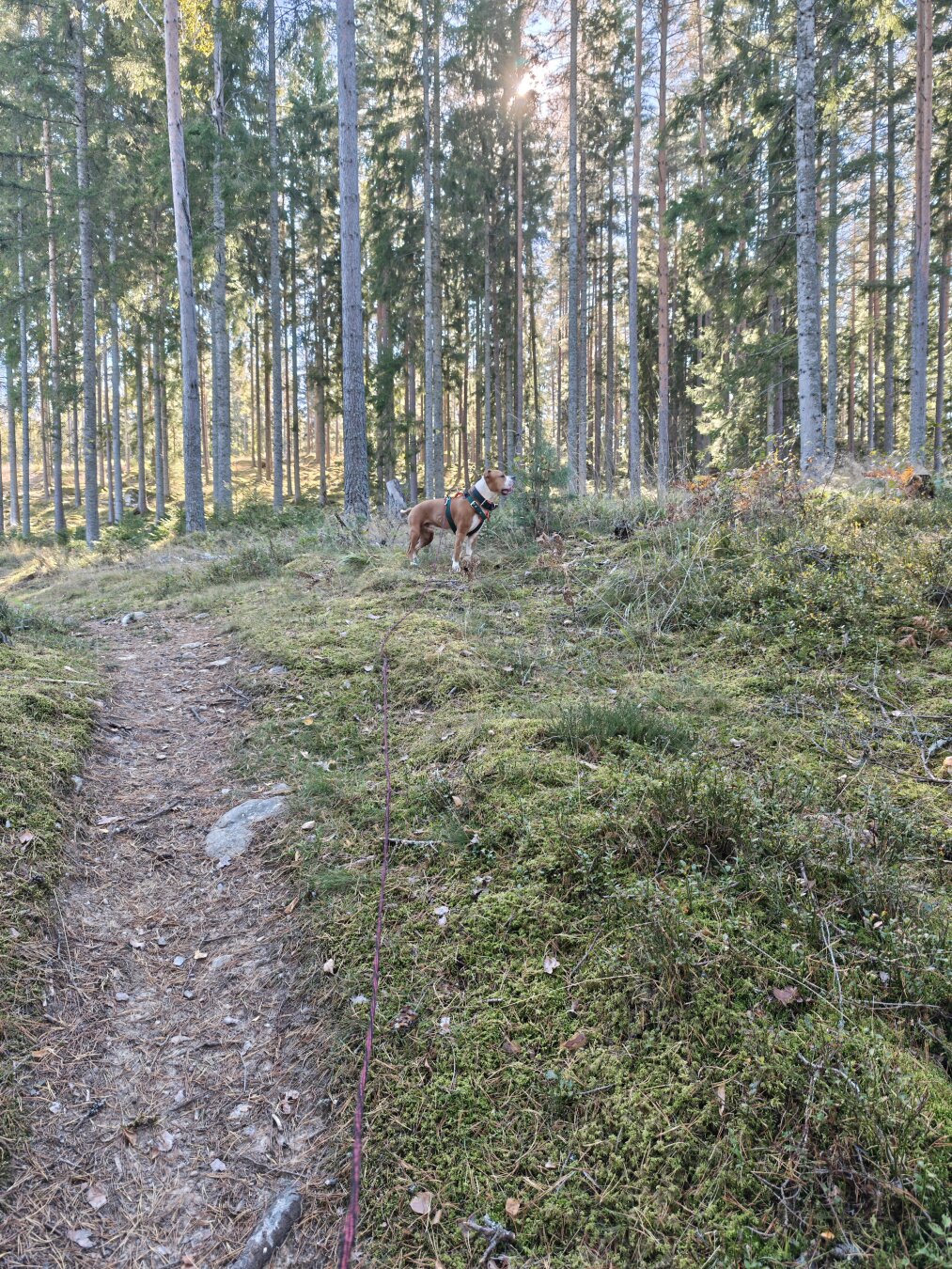 A dog standing next to a path in a forest. The sun is shining behind trees.