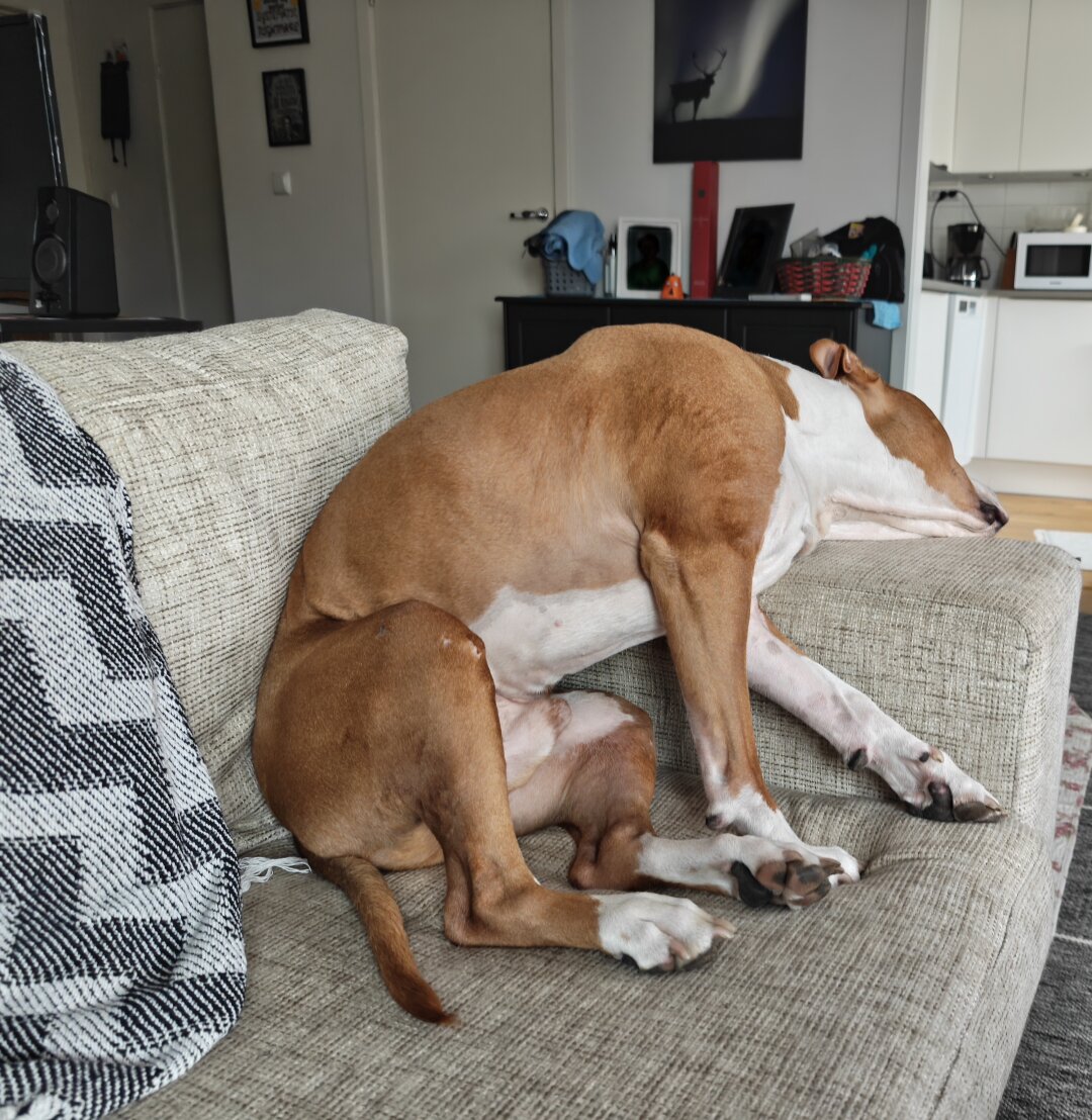 A dog lying with his head over the armrest of a couch, sitting on the cushion.