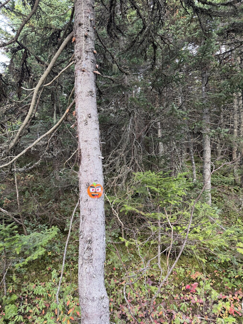 A tree in the woods with something attached to it.