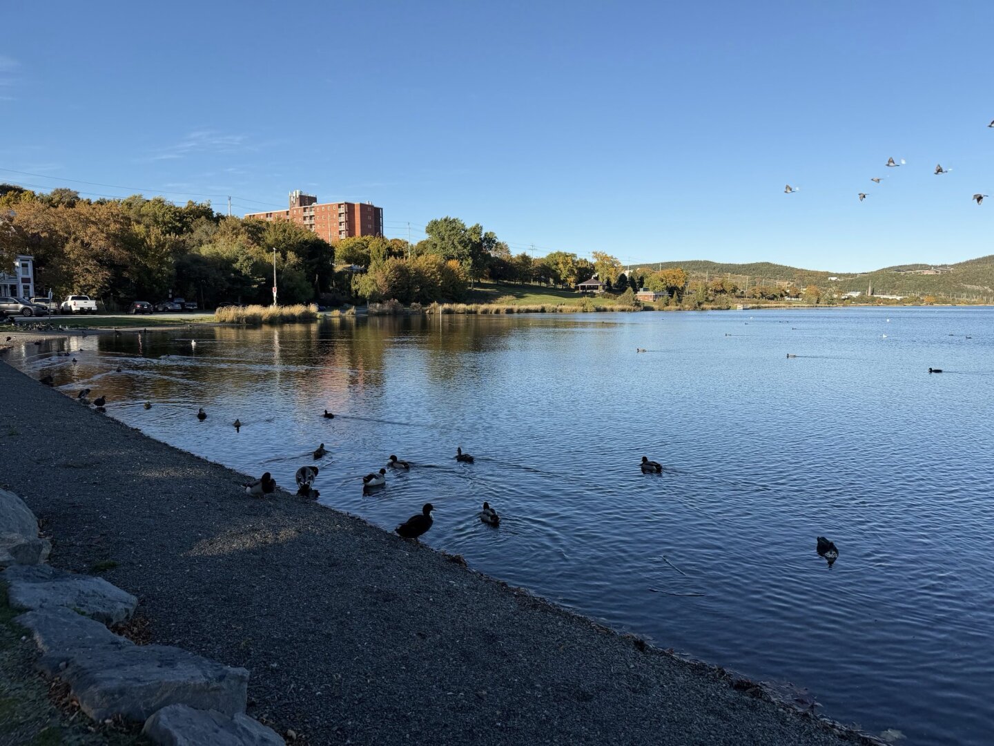Quidi Vidi Lake with some ducks swimming in it