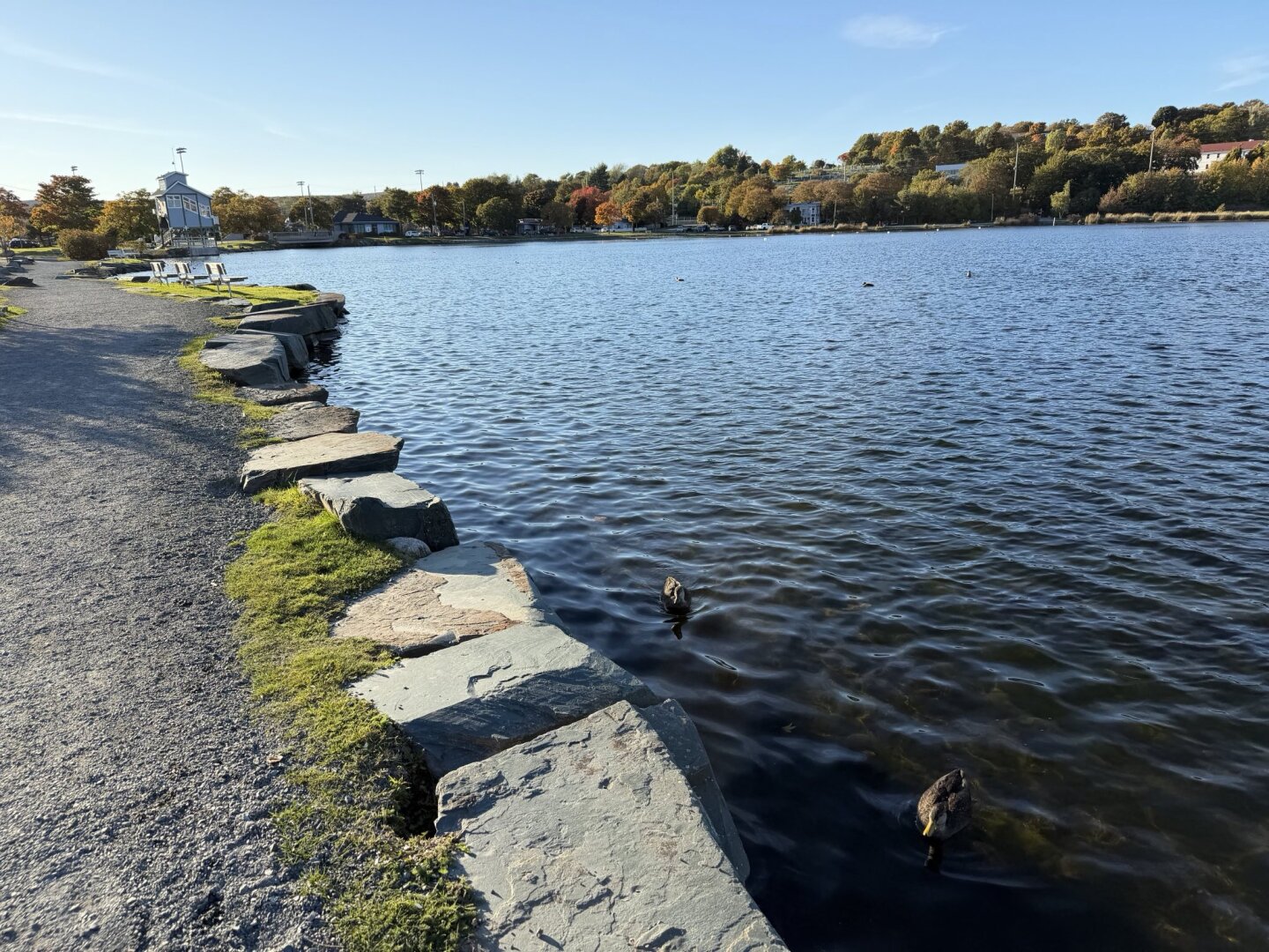 Quidi Vidi Lake with some ducks swimming in it