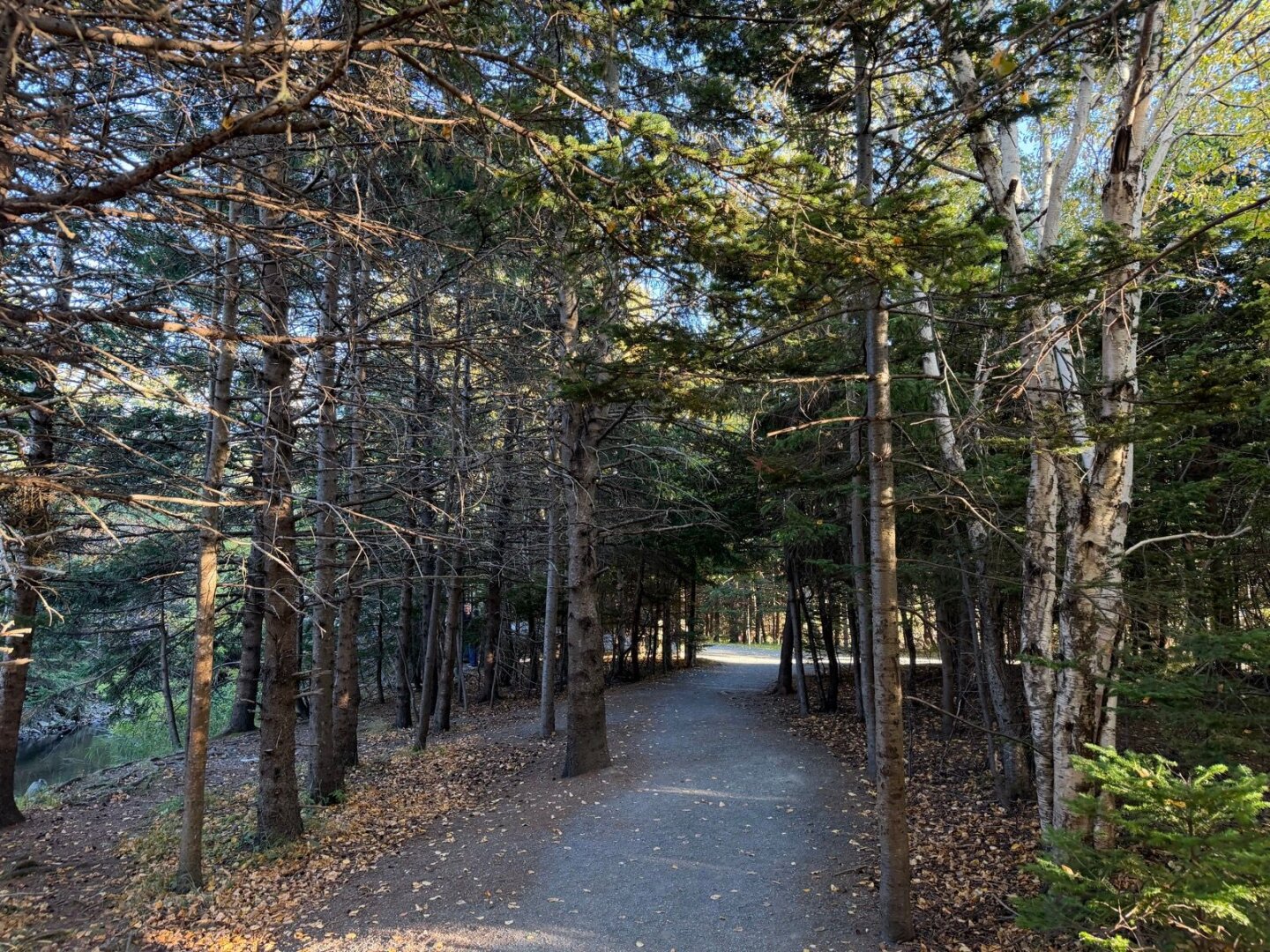 A path along the Long Pond trail