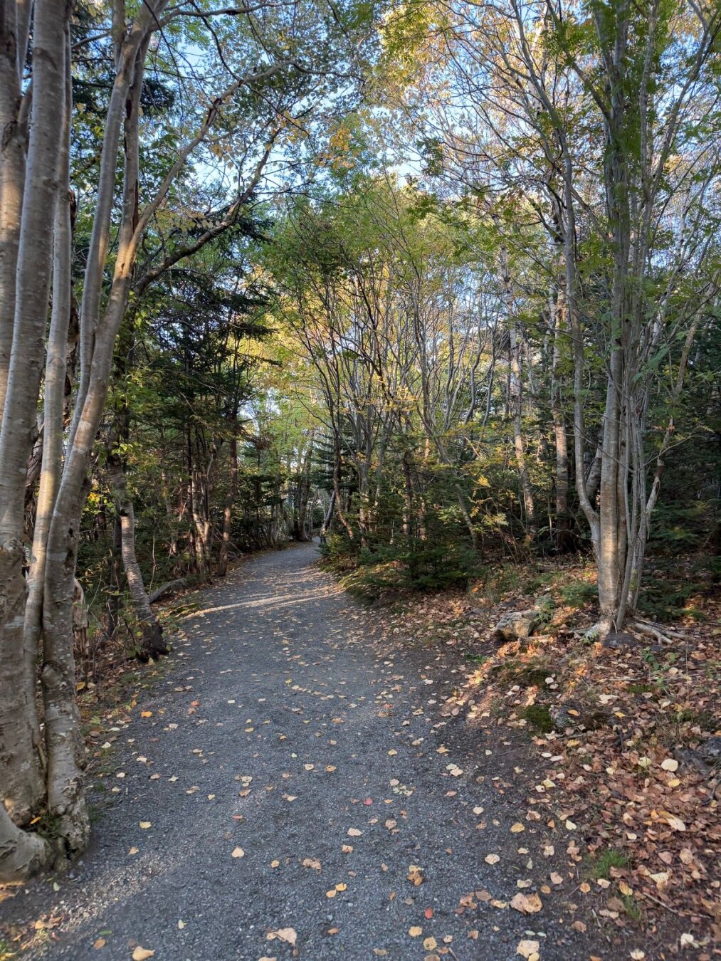 A path along the Long Pond trail