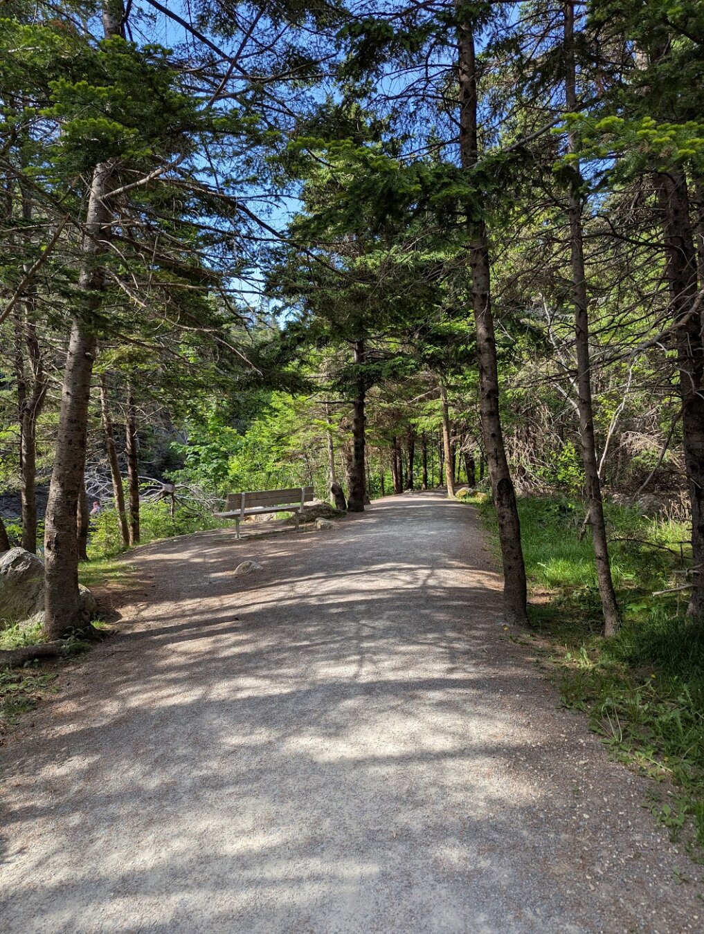 A wooded area of the Manuels River trail