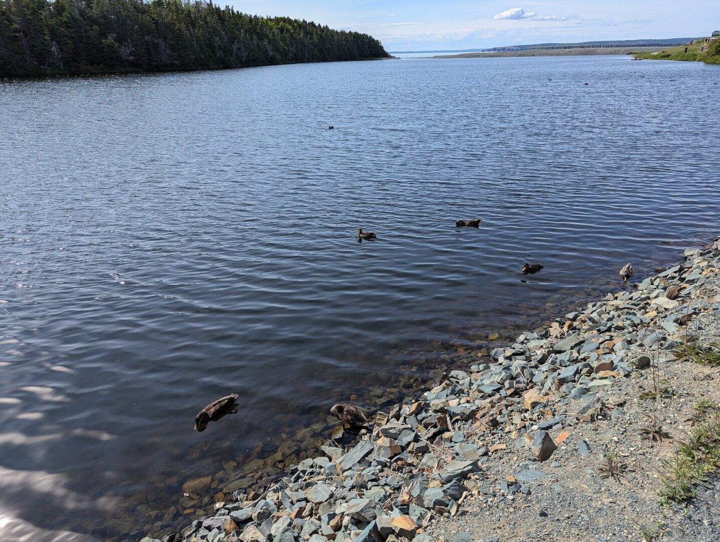 Ducks swimming in the river on a sunny day