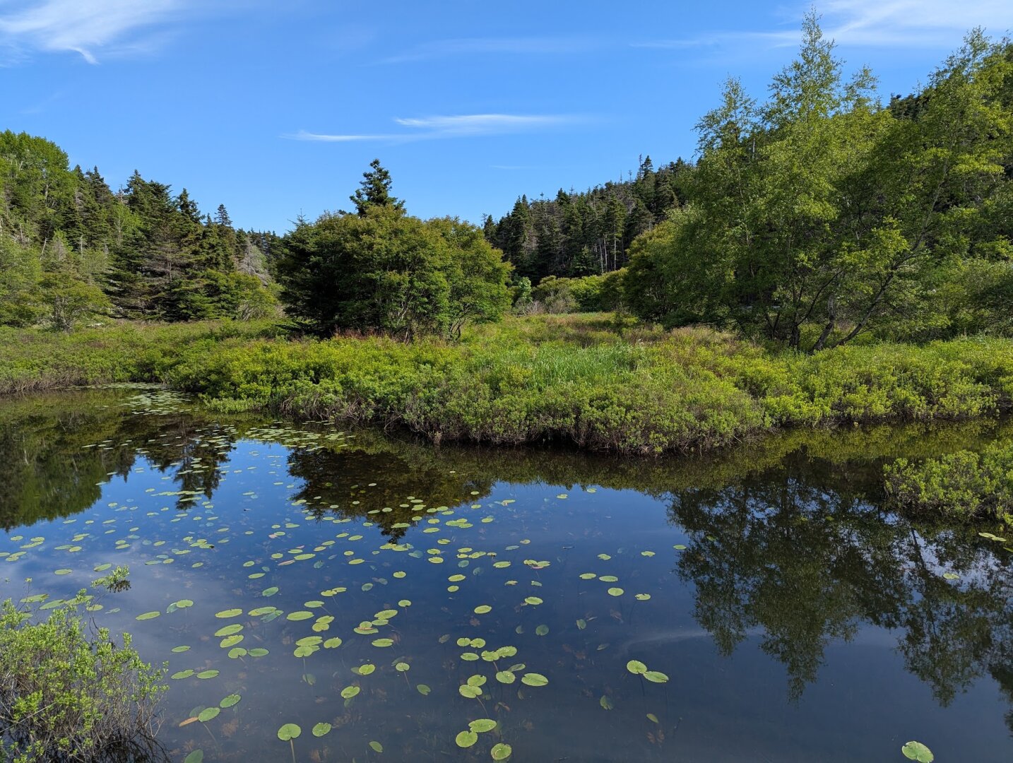 Trees and water along the trail