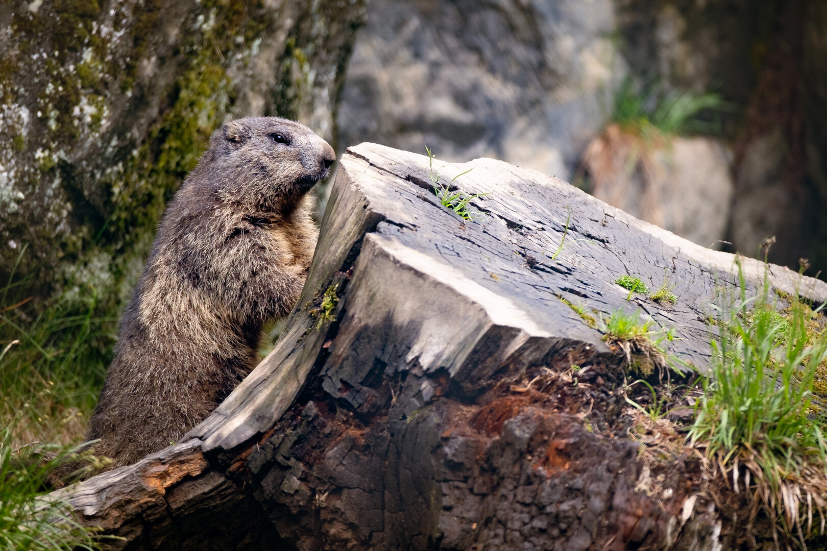 A groundhog hiding behind a tree stump.