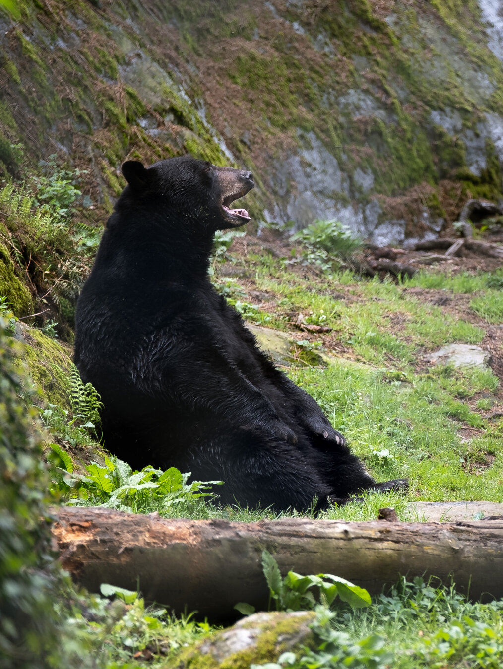 A black bear sitting down.