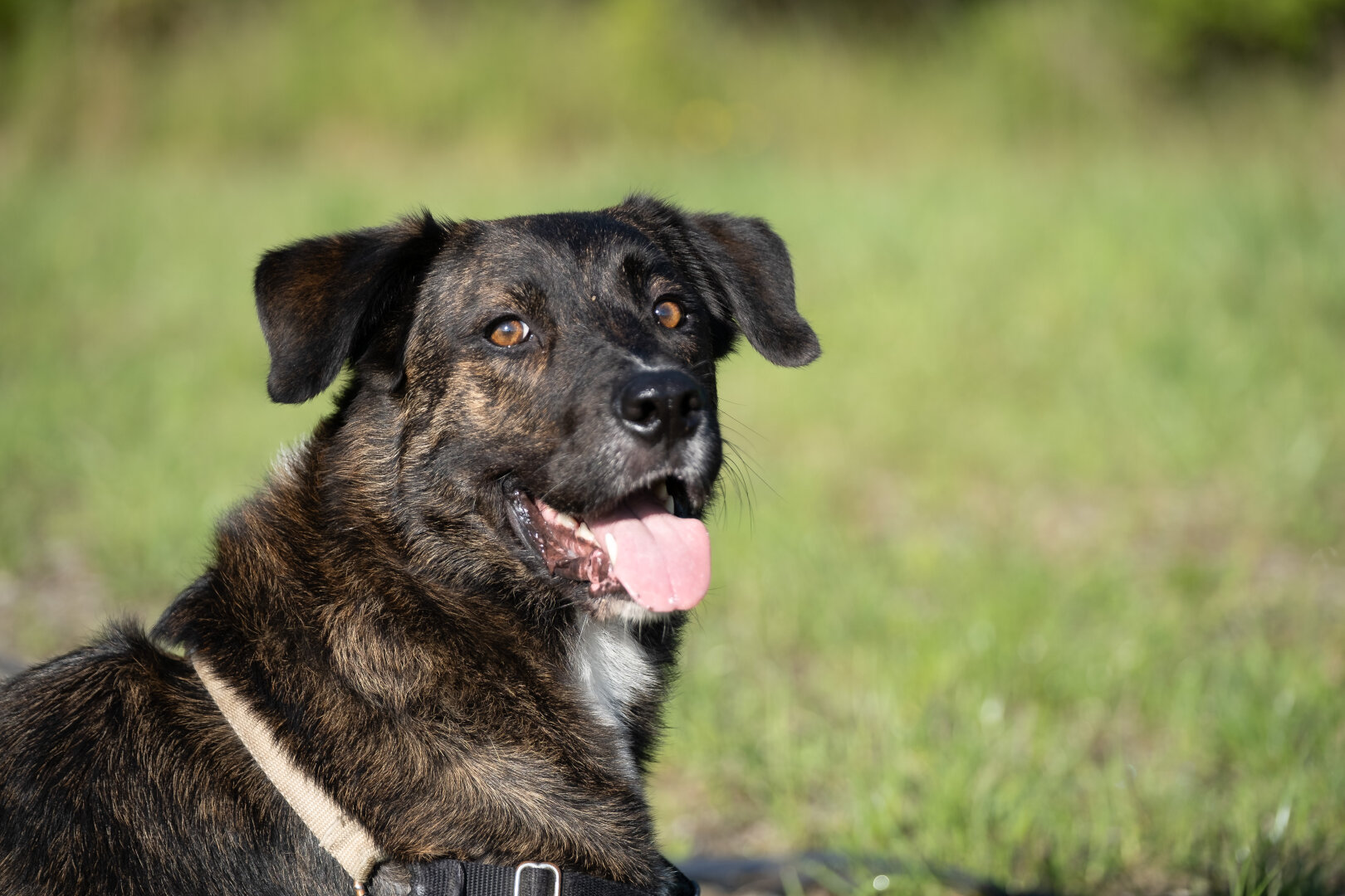 A happy dog looking at the camera