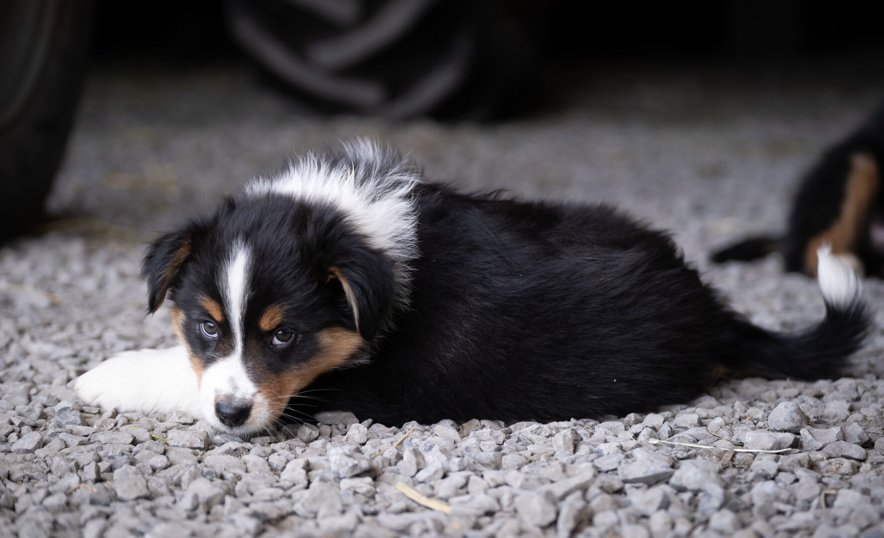 A white, brown and black puppy looking at the camera