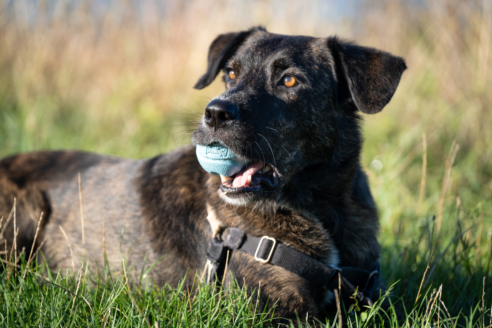 A dog sitting in the grass with his favorite ball in his mouth