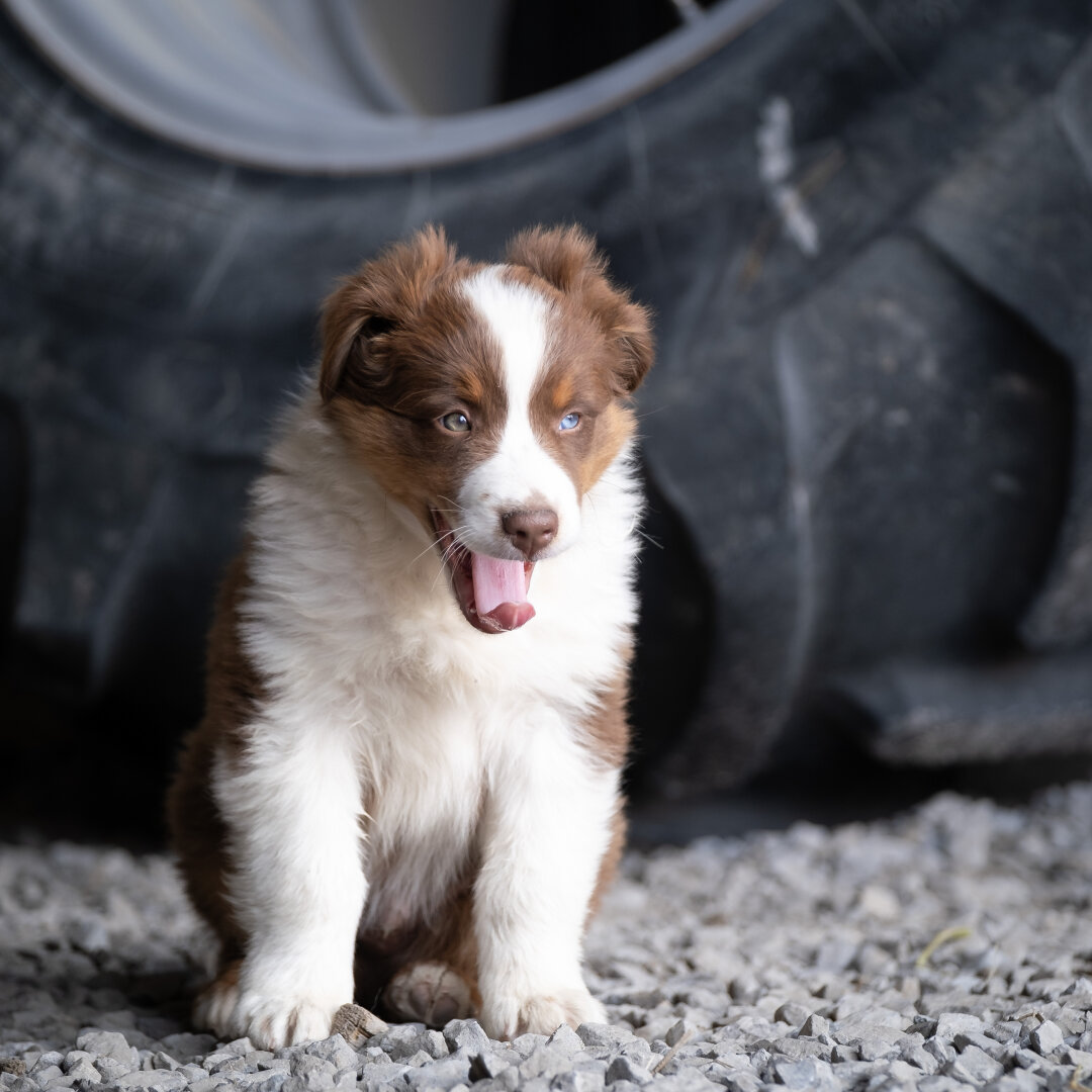 A white and brown puppy yawning in front of a big tractor wheel