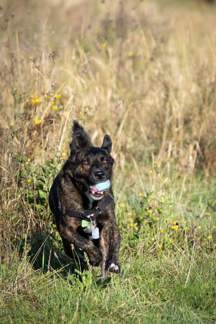 A dog in a field, running towards the camera with his ball in his mouth