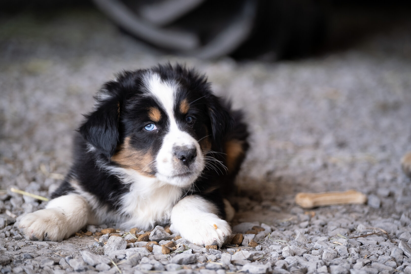 A white, brown and black puppy looking at the camera