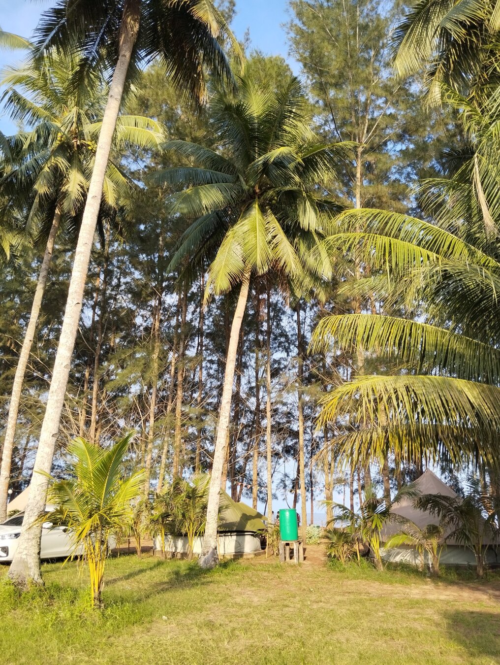 Coconut trees at the beach