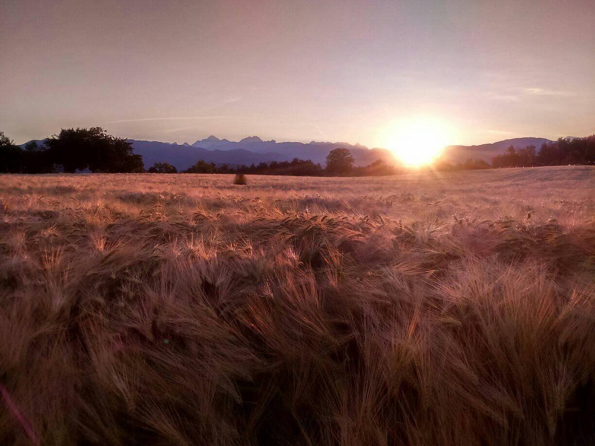 sunset over wheat field