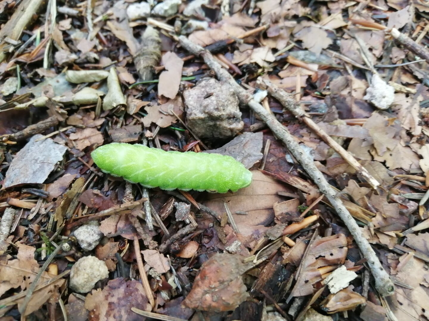 Grüne Raupe auf einem Untergrund aus Blättern, Steinen und Zweigen