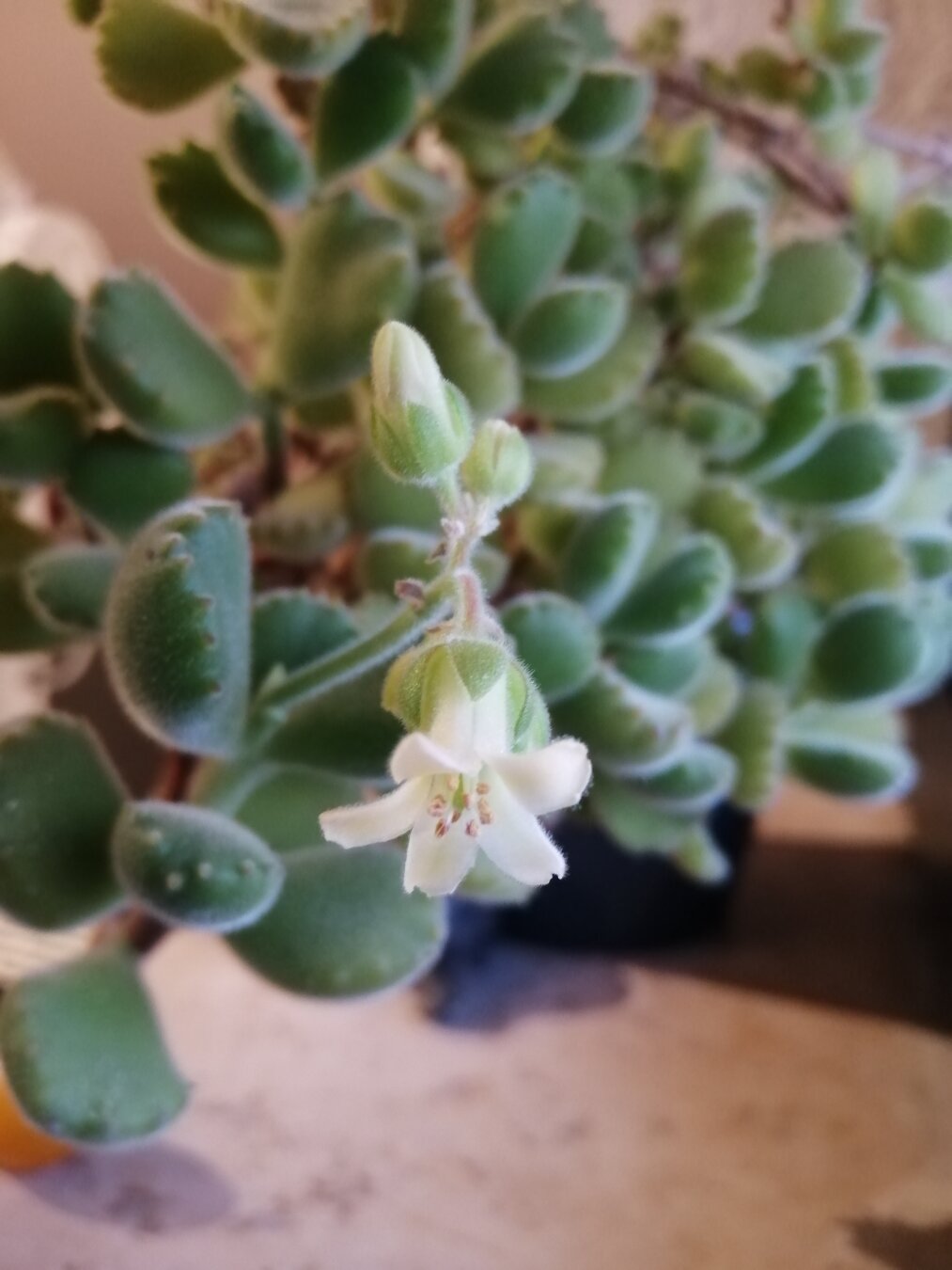 Kleine weiße Blüte einer dickblättrigen Sukkulente