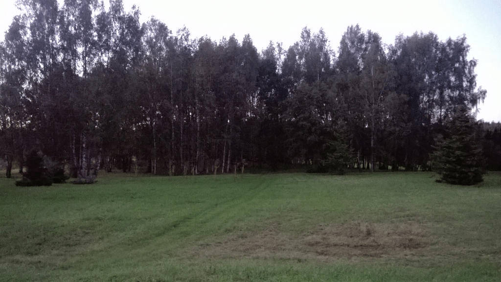 Lightly forested area in a mowed field, with the sky bright from the setting sun