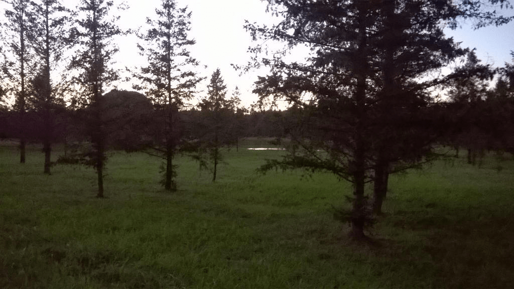 A field with a pond and trees scattered across the area, the sky bright due to the setting sun