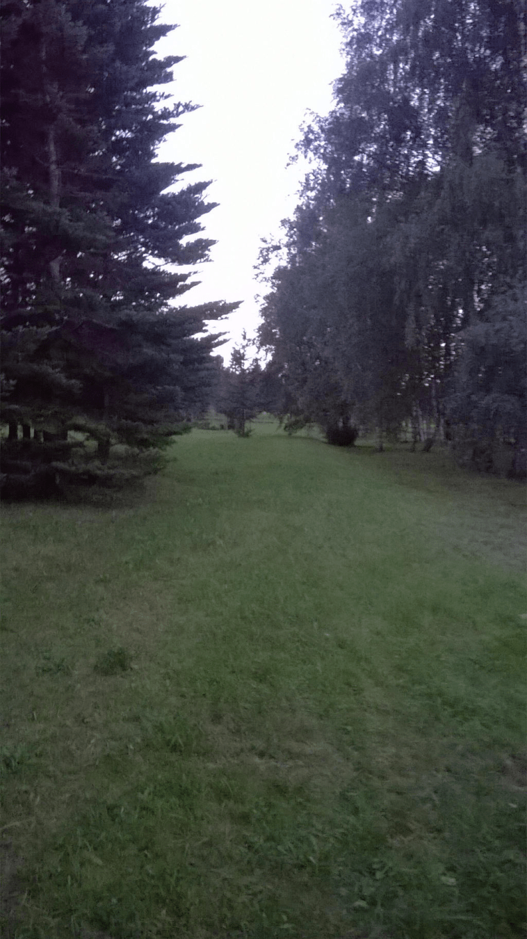 A grassy path between the trees, the sky bright from the setting sun